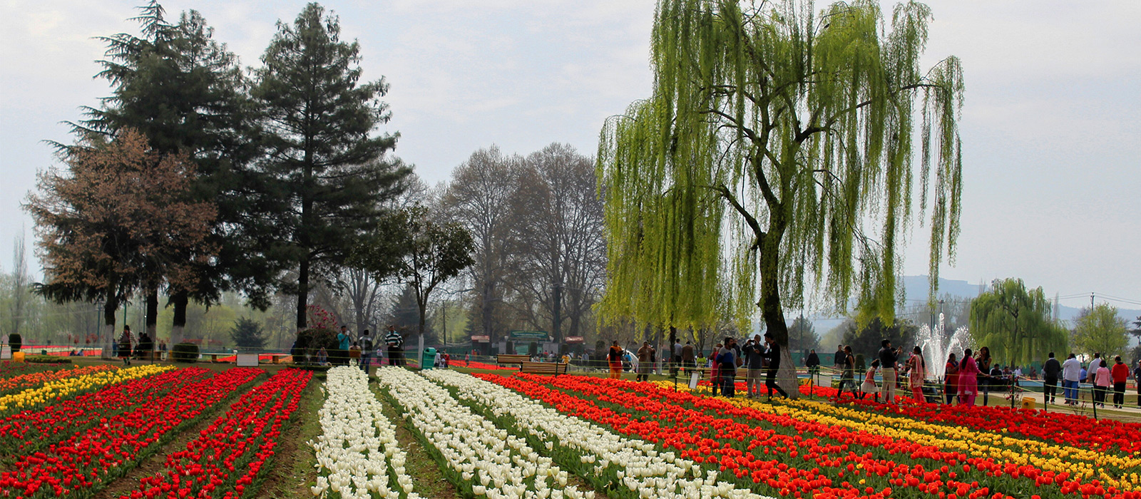 KASHMIR TOU RAND  TULIP FESTIVAL      